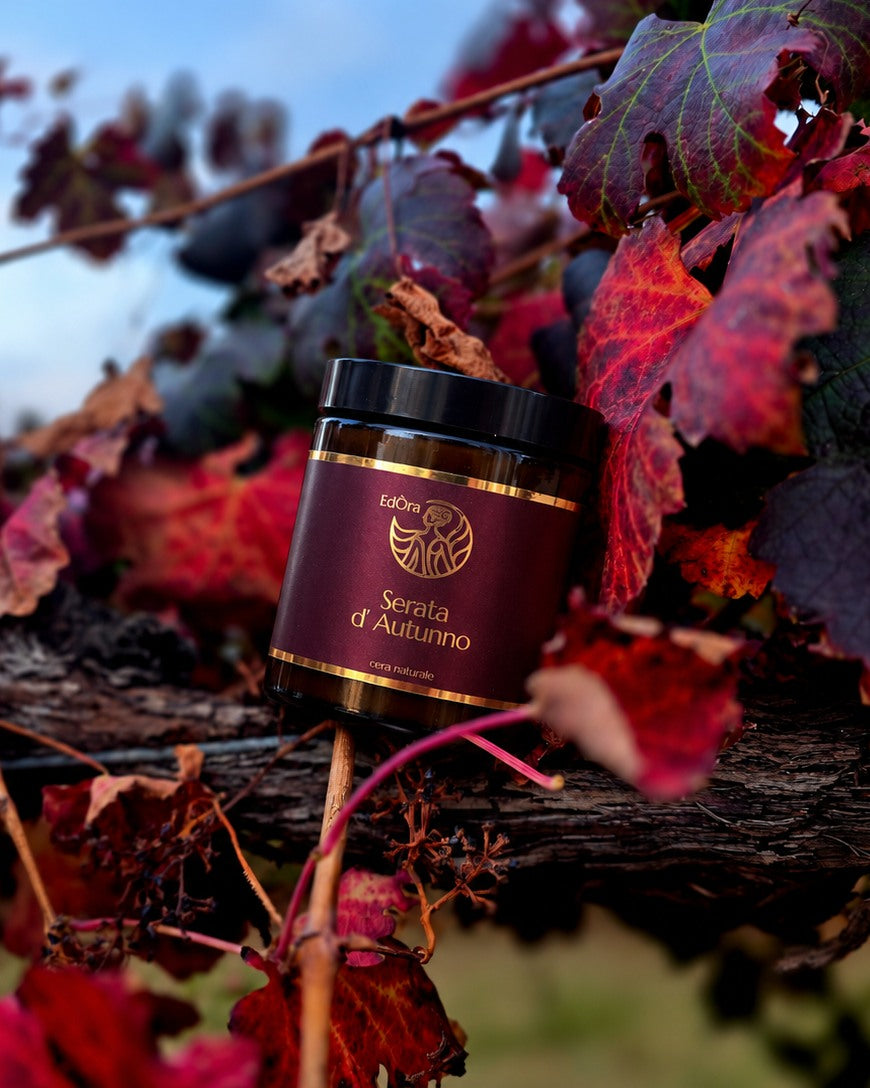Serata D'Autunno tra le foglie rosse della vigna in autunno
